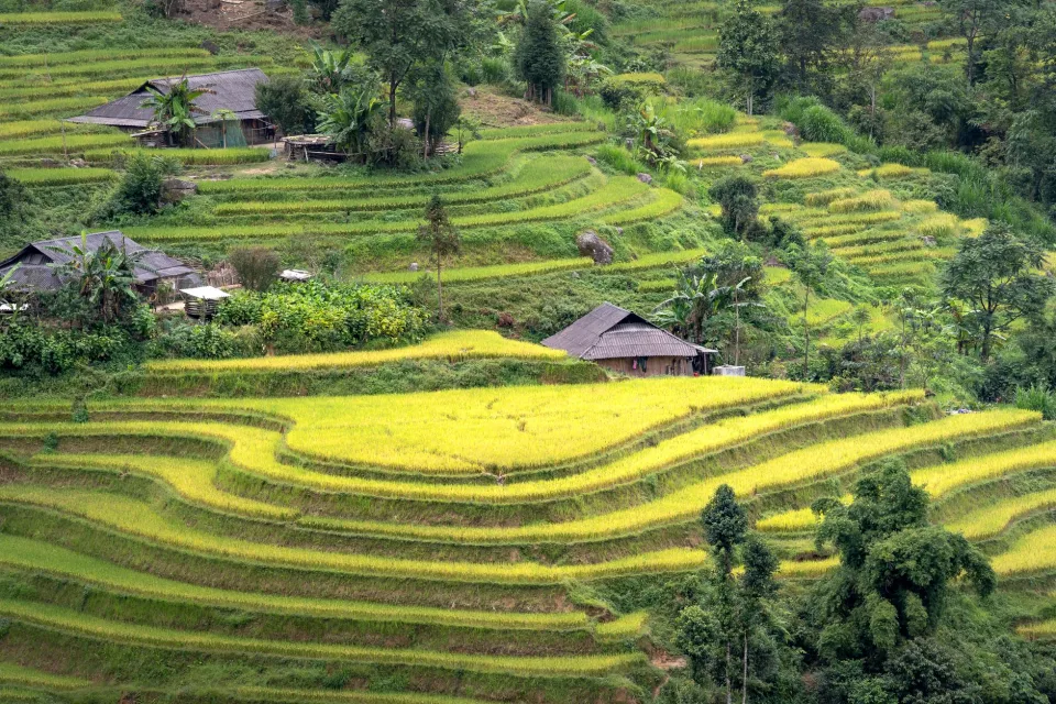 Các loại gạo khách chọn nhiều