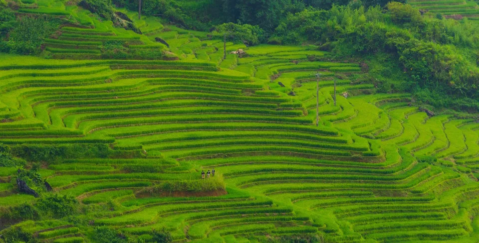 Các loại gạo khách chọn nhiều