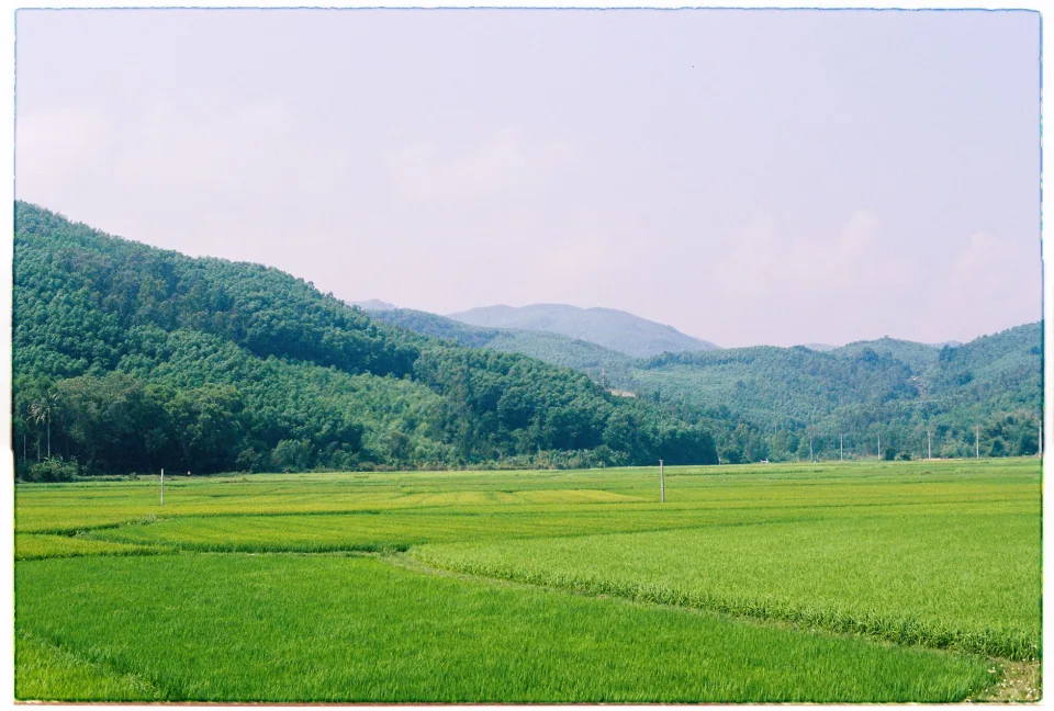 Gạo ST25