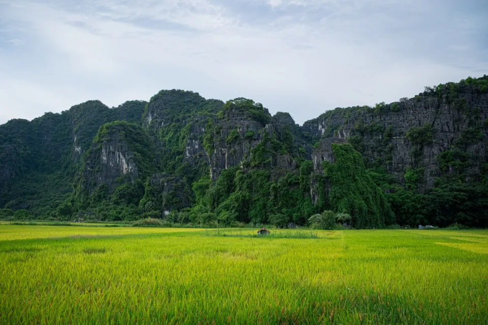 Bao gạo thơm loại một, đóng sẵn theo yêu cầu